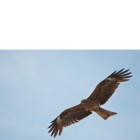 鷹の決断に学ぶ音色